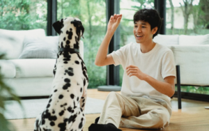 Mastering the Art of Dog Training